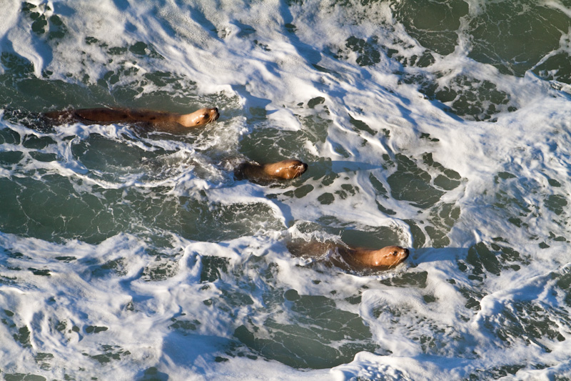 Stellars Sea Lions Playing In Surf